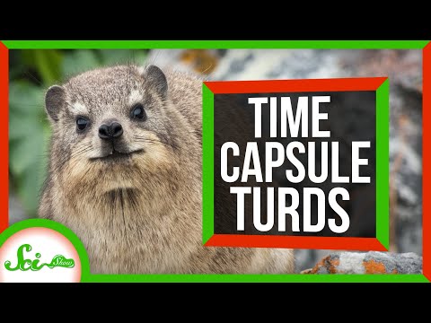 鬣狗如何在便溺中保存過去的記憶？ (How Hyraxes Preserve the Past in Poo)