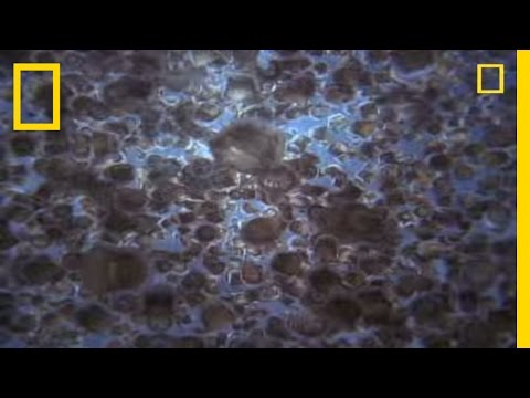 Giant Swarm of Jellyfish | National Geographic