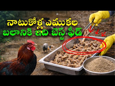 Bone Meal - Mother of Minerals for chicken in 2026 🫡  | Calcium & Phosphorus 💪