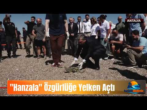 YEŞİL DENİZ KAPLUMBAĞASI HANZALA, DENİZE UĞURLANDI