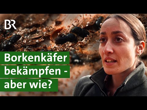 Ist es ein aussichtsloser Kampf? Maßnahmen gegen den Borkenkäfer | Wald in Not | Unser Land | BR