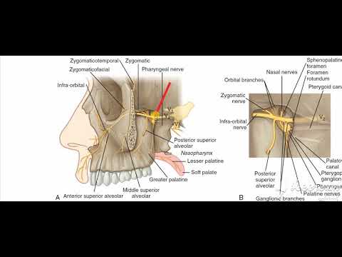 Maxillary nerve 3