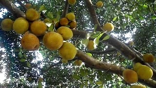 Super anti-diabetes plant & most effective means to cure diabetes naturally