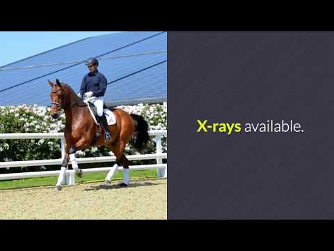 FEI Dressage Horses For Sale - 8 year old PSG Dressage Gelding For Sale