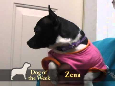 Zena, an adopted Rat Terrier in Neillsville, WI_image-1