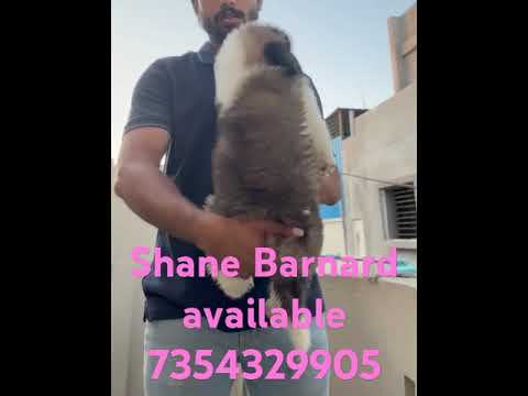 Pendra road chattisgarh #@$dog@#$ lover#$@-