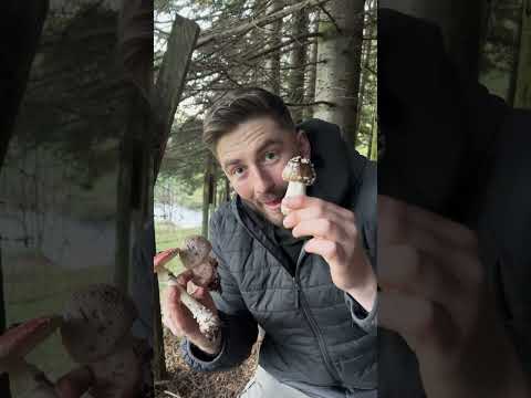 Three types of amanita mushrooms! Mushroom Identification