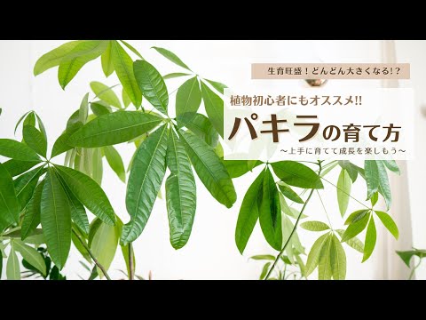 パキラの花の黄色い葉の水やりスプレーの作り方