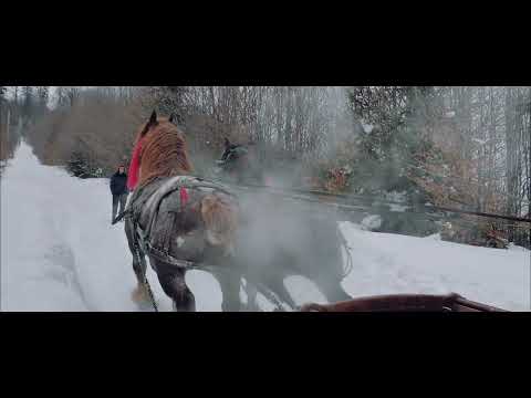 , title : 'Caii din Bucovina, Straja! Romanian horses'