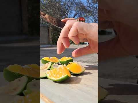 Happy Tangerine 🍊 From Iran!#Tangerine #Iran #Fruit #Happy #Nature