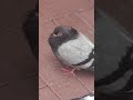 Chubby pigeon blinking ✨ #cute #funny #bird #chill #relax #hk #lazy #wild #dumb #fat #wink #healing