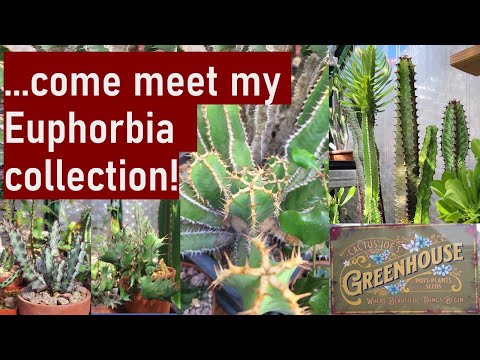 My EUPHORBIA #succulent plants collection - a quick fly-by introduction! #euphorbia #succulents