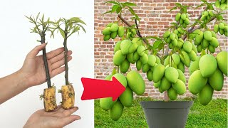 Summary of 2 methods of propagating mango using banana and sapodilla