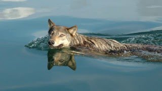 Coastal Wolves of the Great Bear Rainforest