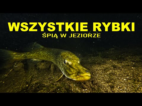 NURKOWANIE 24.06.2024 JEZIORO MORZYCKO