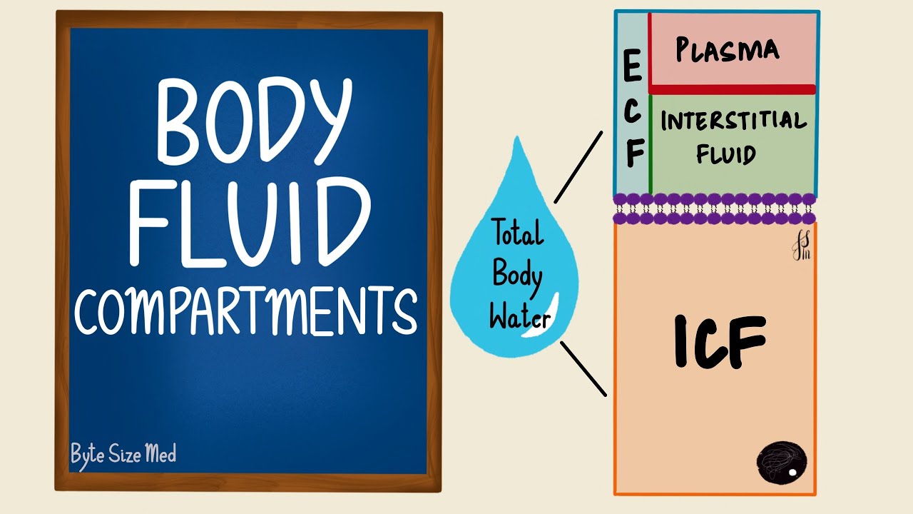 Body Fluid Compartments | ICF | ECF | General Physiology