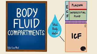 Body Fluid Compartments