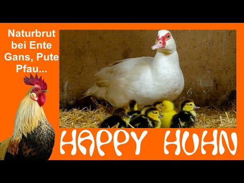 E159 Naturbrut bei Enten, Gänsen, Puten, Wachteln, Pfauen - HAPPY HUHN - natürliche Kükenaufzucht