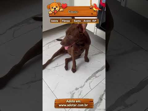 Vídeo de Cacau