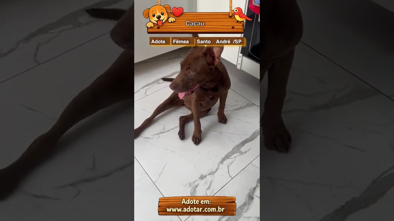 Cachorro raça SRD-ViraLata idade 7 a 11 meses nome Cacau