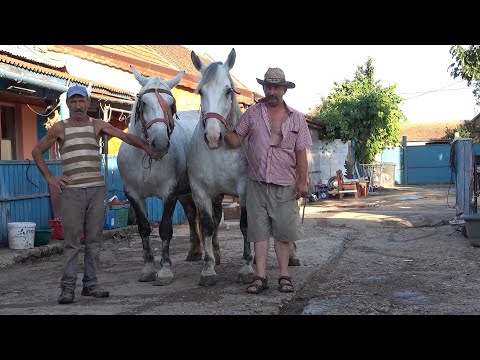 Caii lui Ion de la Bucovat, Timis - 2020 Nou!!!