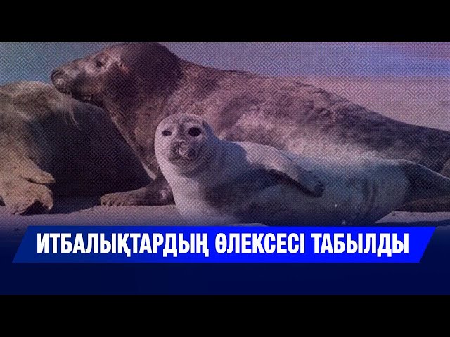 Каспий жағасынан итбалықтардың өлексесі табылды
