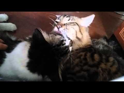 Kucing lucu bersaudara part III