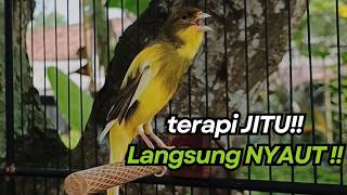 Download lagu KENARI GACOR Cuit CUIT BIRAHI UNTUK PANCINGAN & MASTERAN Kenari PAUD AGAR BUNYI mp3