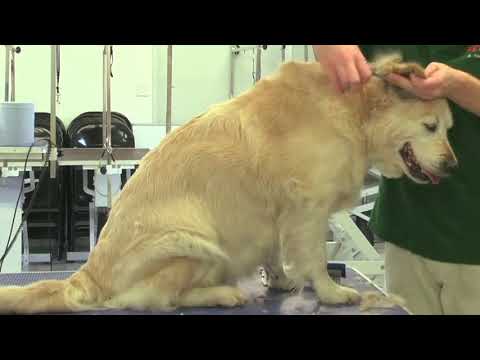 Mobile Dog Grooming Egremont - Neils Dogwash of Cumbria