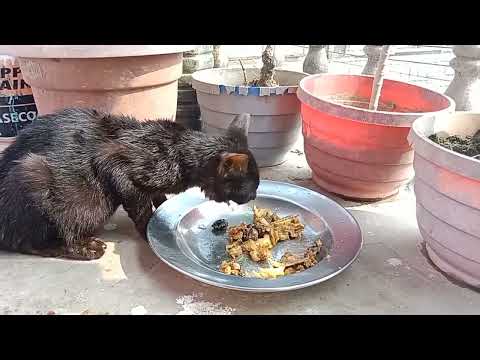 black cat eating chicken liver । can cats eat chicken liver
