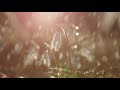 Words from the Rain by Jeff Pearce