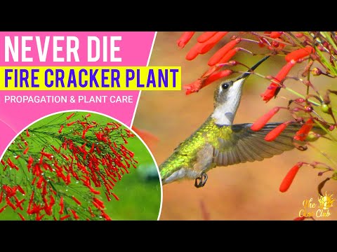 How to Grow Fire Cracker Plant / Coral Fountain Grass - Easy Propagation & Care Tips