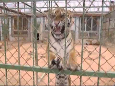 Microchips prevent tigers inbreeding