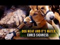 SHOCKING: Dog Meat Cures sicknesses | Watch the preparation. #dogs