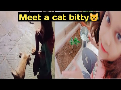 meet cat bitty 😺#fun#ifrah arwa channel #pet#cat#