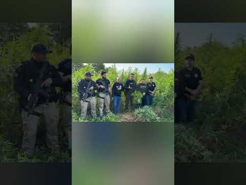 Polícias do PI, PE e MA queimam roça de maconha em São João dos Patos