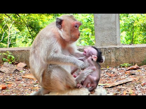 Sadly ! Baby tiny monkey SARIO crying and angry mom - when Mom block milk and education for him pity