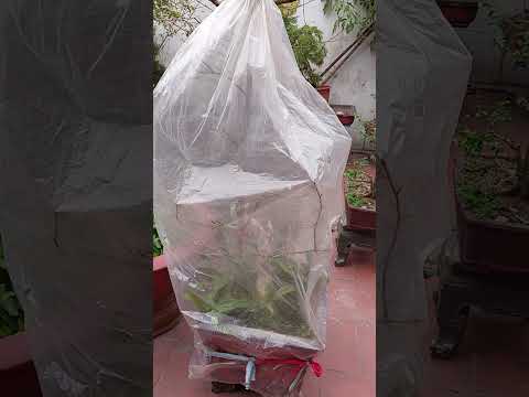 Mai vàng Miền Bắc - So sánh sự phát triển của nút nụ mai vàng sau khi ủ nhiệt.