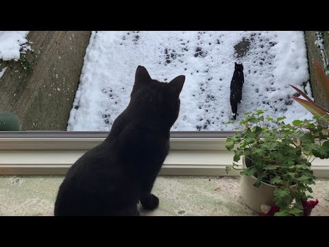 The cats react to snowfall - first week of January