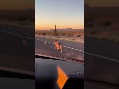 “BRO we just entered the Looney Tunes multiverse 💀💨”