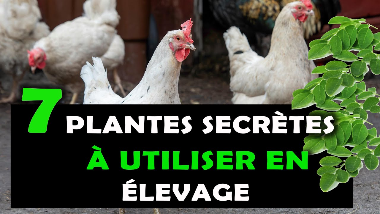 Les 07 Maladies les plus fréquentes chez les poules et comment les traiter avec des plantes