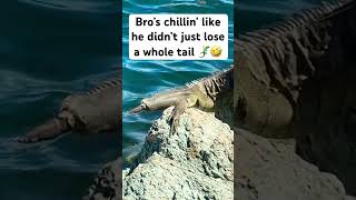 No Tail, No Problem 😎 | St. Thomas Iguanas at the Cruise Port 🦎☀️