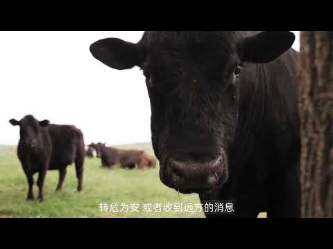夢見水牛