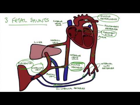 Understanding Fetal Circulation
