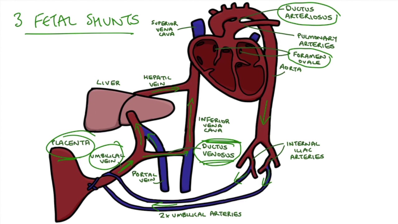 Understanding Fetal Circulation