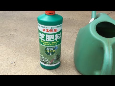 秋の芝生の肥料：いつ、どのように芝生に肥料を与えるのですか？完全ガイド  庭園