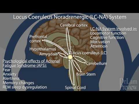 副腎疲労症候群の神経内分泌基盤』プレビュー (Preview of The Neuroendocrine Basis of Adrenal Fatigue Syndrome)