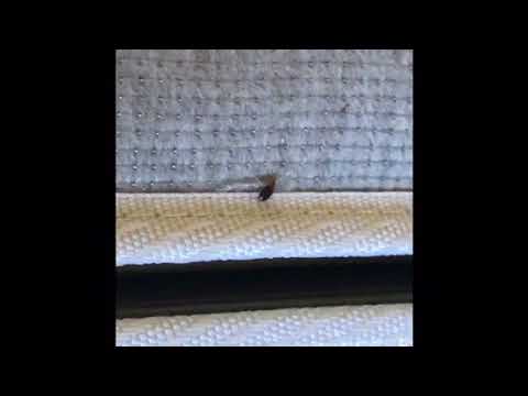 Bed Bugs Found on Box-spring in Toms River, NJ