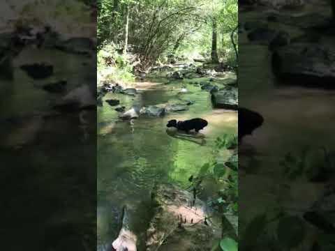 creek video