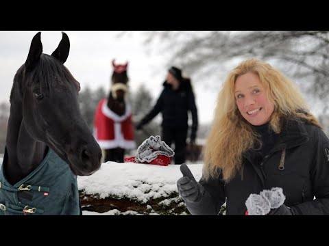 Junghengst Jack schiebt den großen Rappen wohin er will - Lacour beim Filmtiertraining
